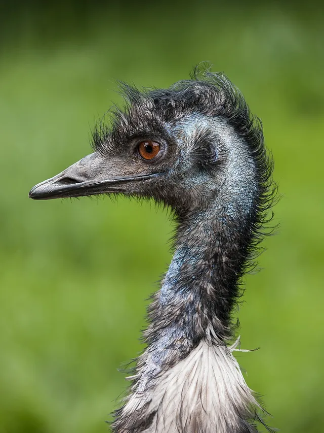 The emus